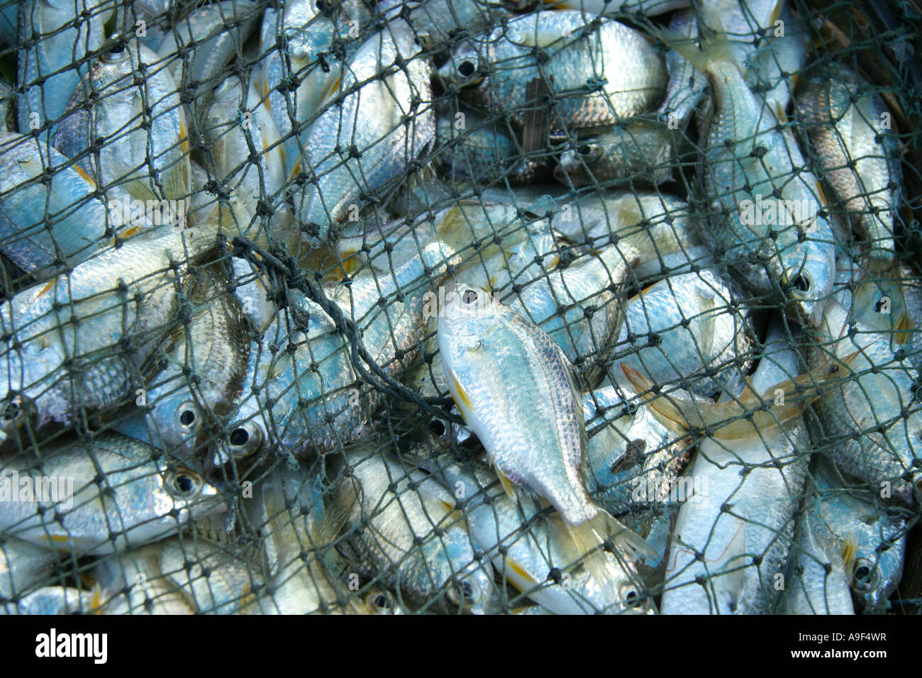 https://c8.alamy.com/comp/A9F4WR/basket-of-small-fish-caught-by-the-fisherman-of-the-chinese-fishing-A9F4WR.jpg