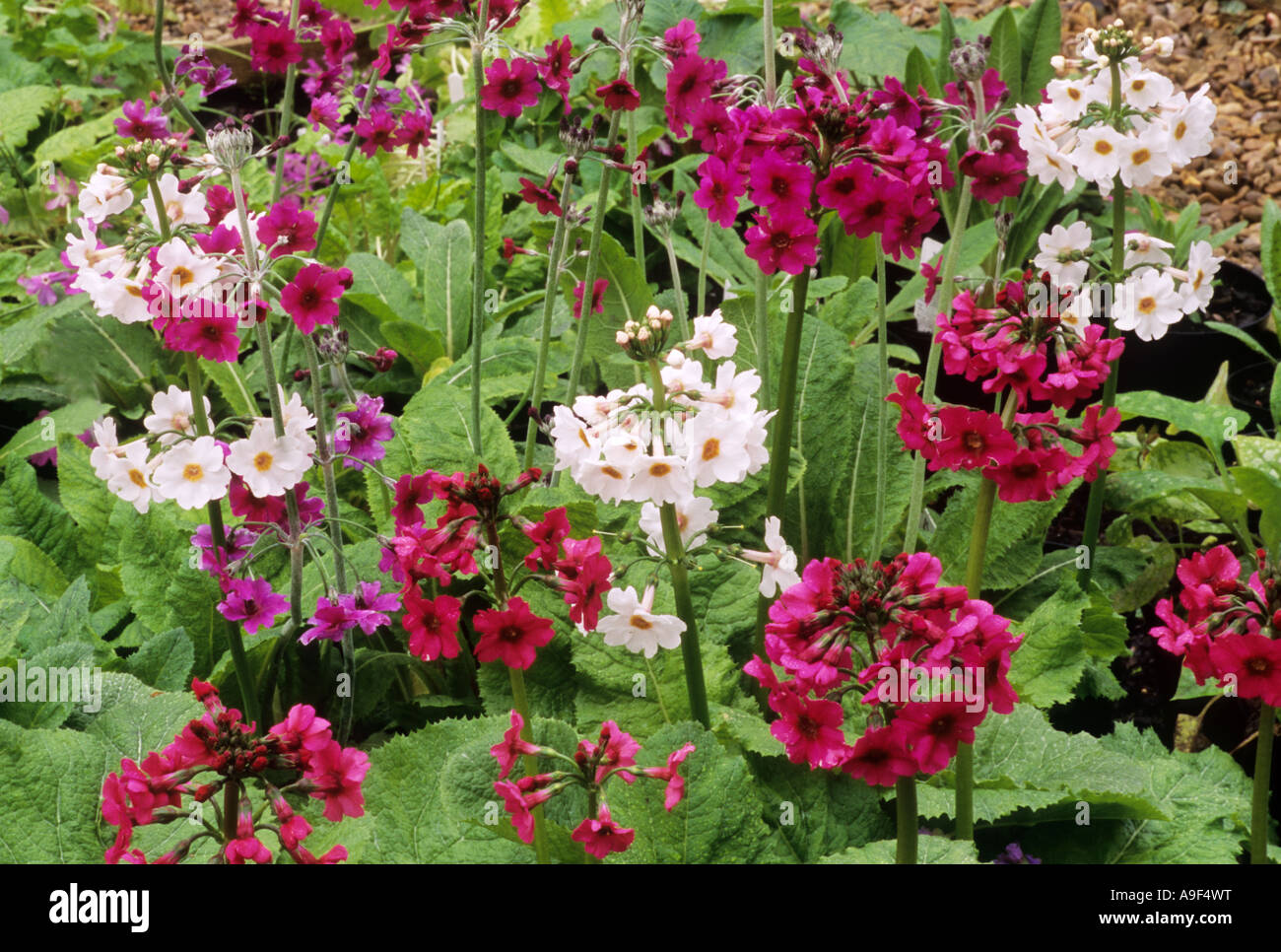 Primula japonica 'Miller's Crimson' and 'Postford White', candelabra primroses, garden plant, drift, crimson and white flowers Stock Photo