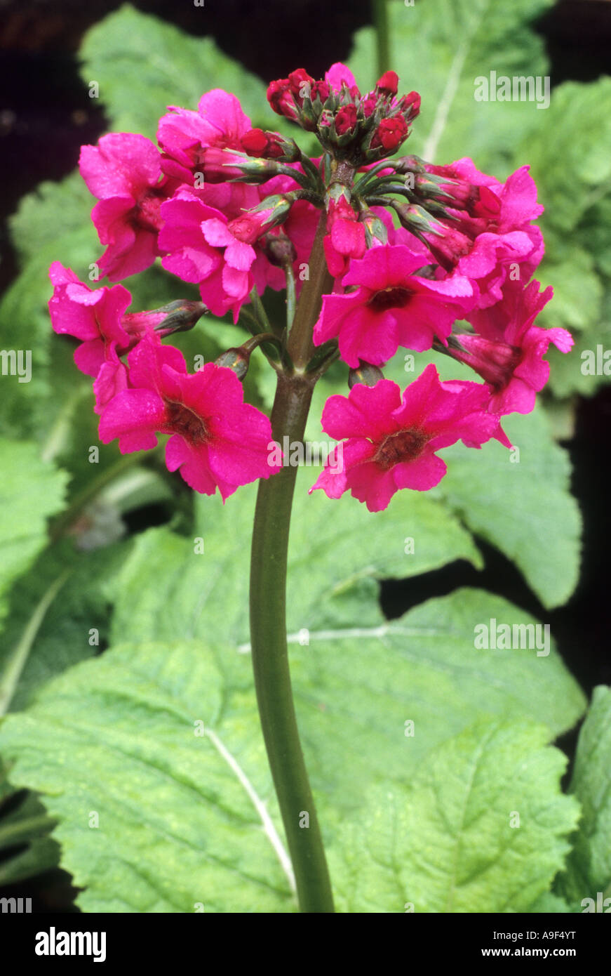 Primula japonica 'Miller's Crimson' candelabra primrose, crimson, red
