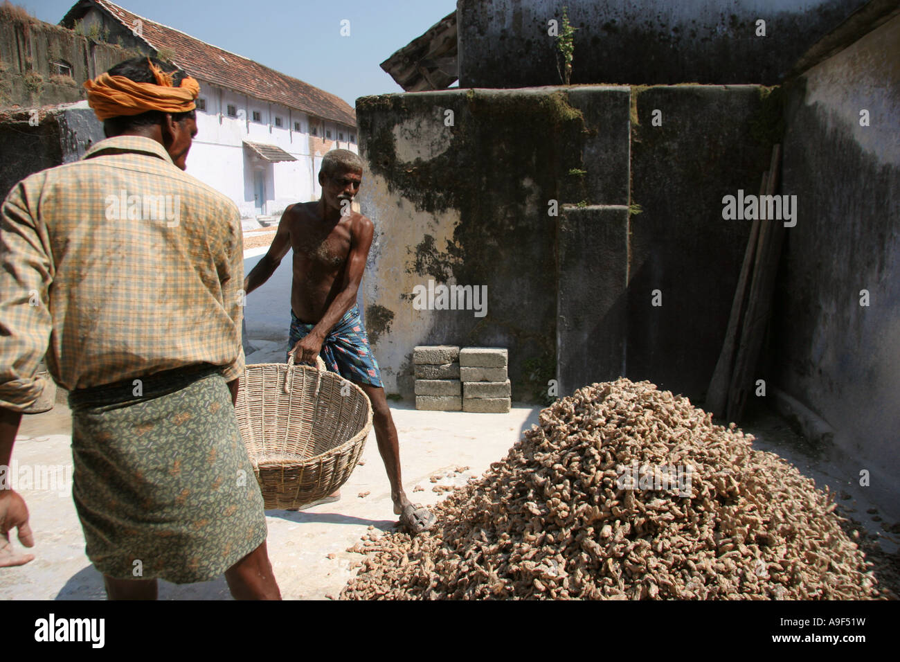 Workers prepare root ginger for export at the ginger factory in Fort
