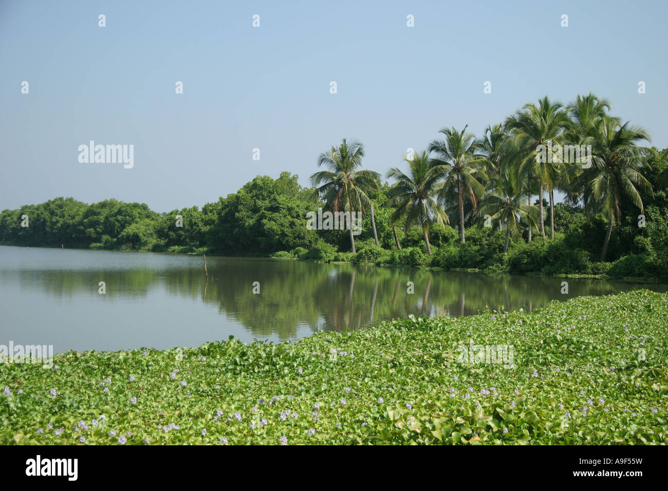 Water hyacinth grows on the edge of Vembanad Lake near Kochi (Cochin), Kerala, South India Stock Photo