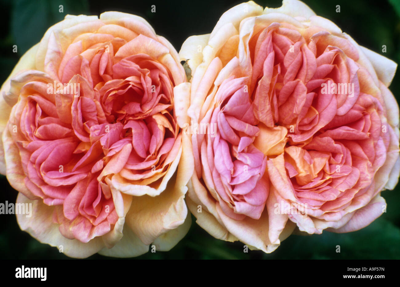 Rosa 'Alchymist', rose, flower, garden plant, roses Stock Photo - Alamy