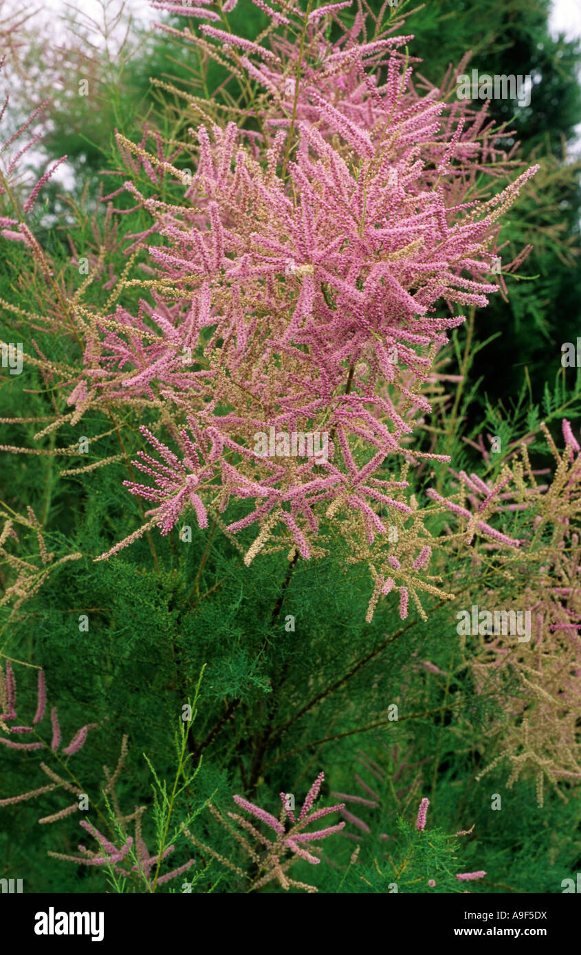 Tamarix ramosissima, syn. T. pentandra., tamarisk, pink flowers, small tree, garden plant Stock Photo