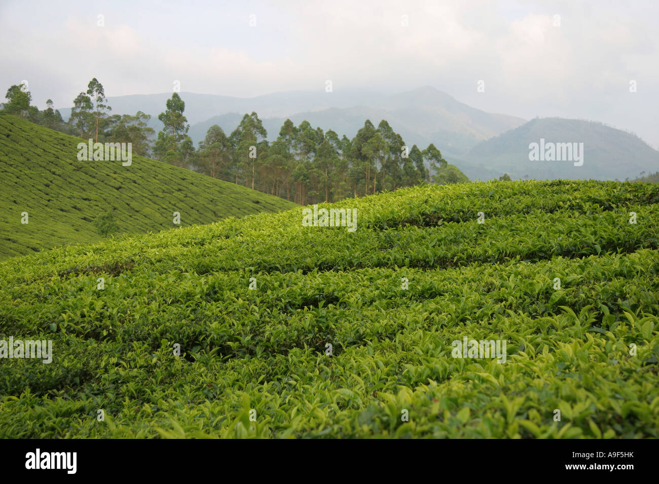 Tea plantation in Munnar, a hill station in the Western Ghats of Kerala