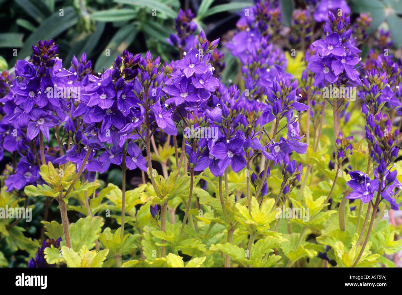 Veronica prostrata 'Trehane', blue purple flowers, garden plant, veronicas Stock Photo
