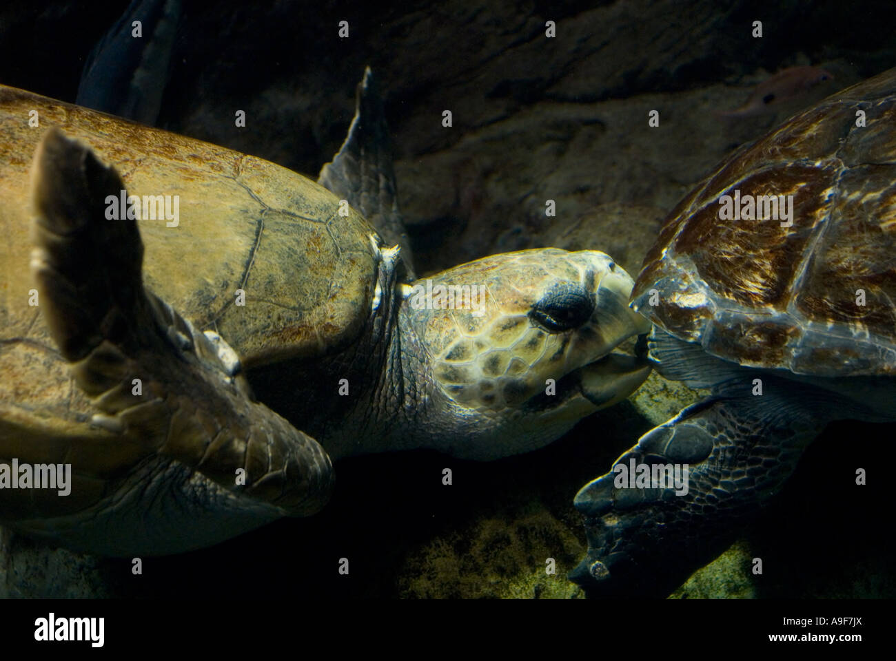 A turtle biting another turtles tail Stock Photo Alamy