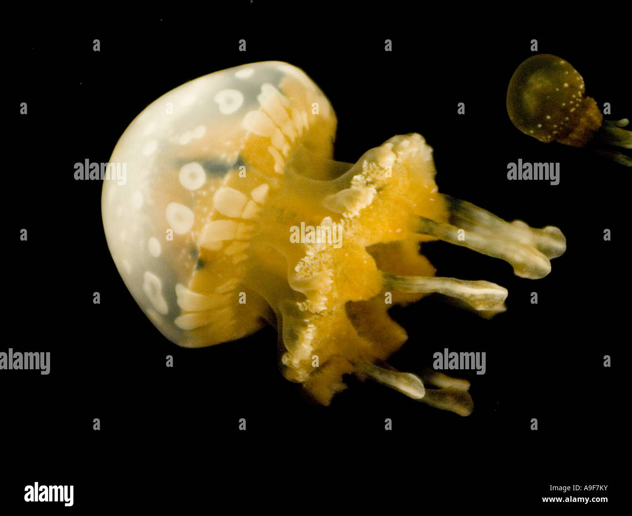 A jelly fish Stock Photo Alamy