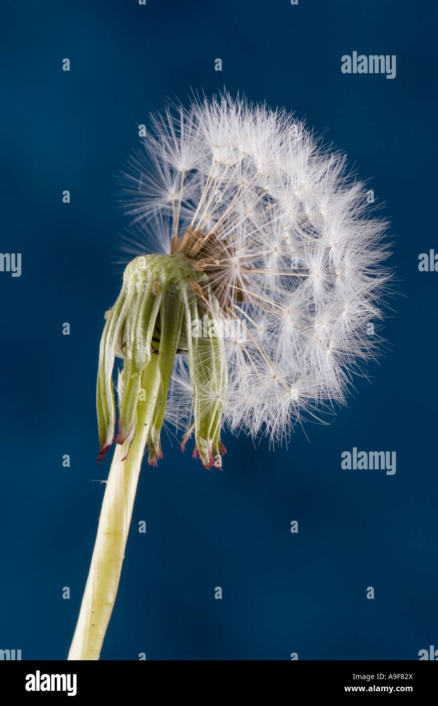 Half of a dandelion clock showing seeds Stock Photo - Alamy