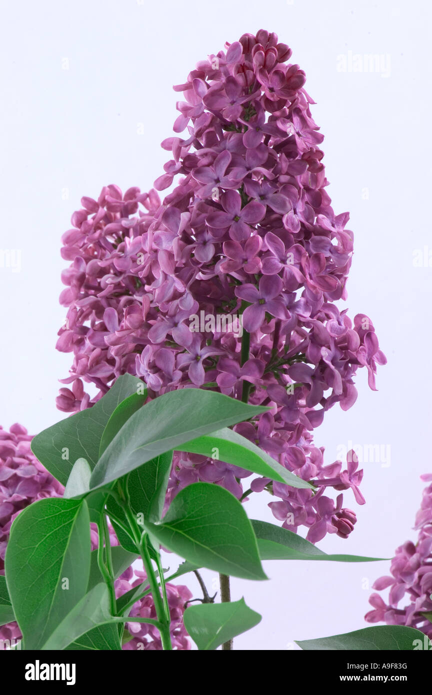 Lilac flower sprig Stock Photo - Alamy