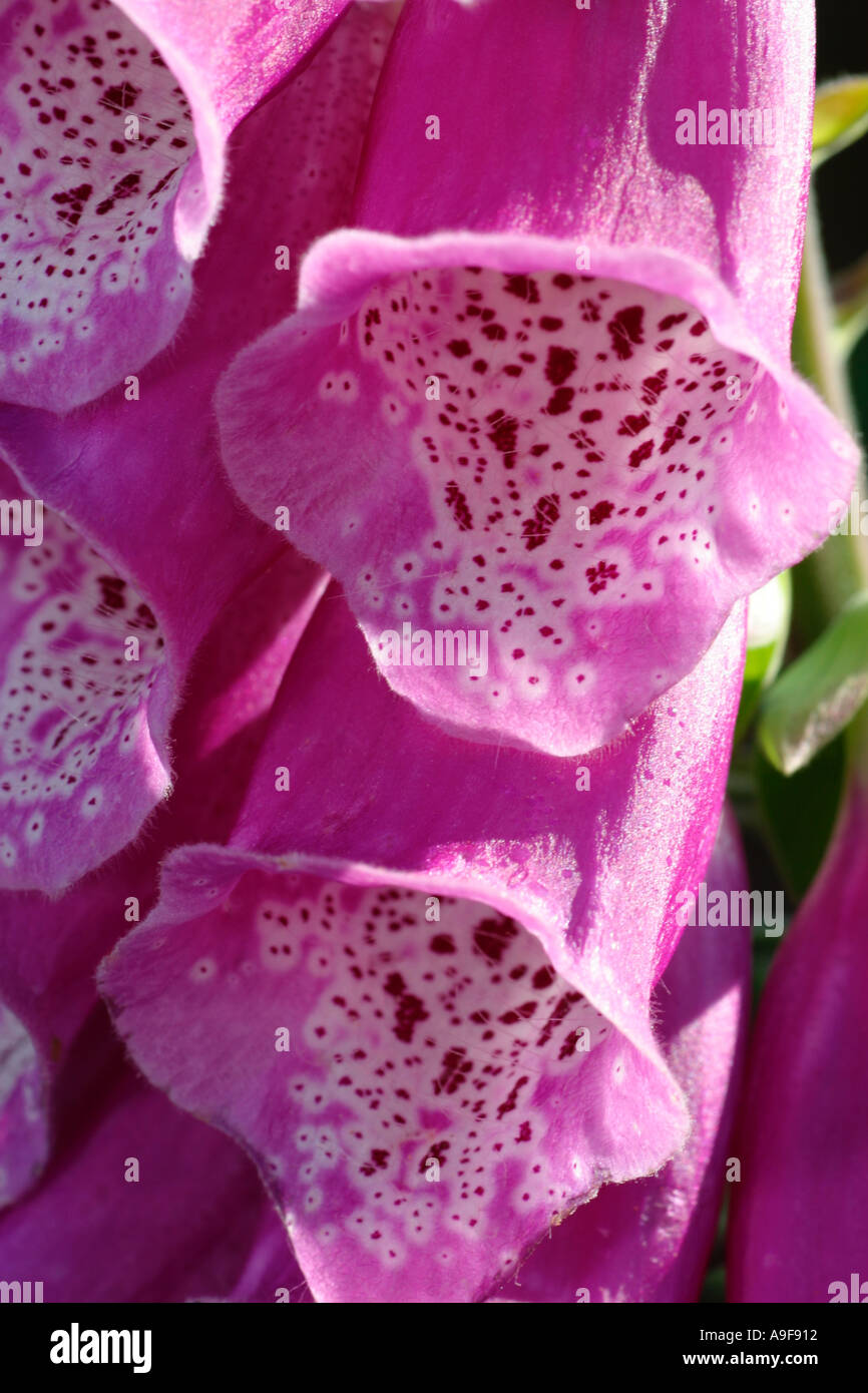 Tall spike of native Foxglove flower with close up of spotted inner flowers Stock Photo