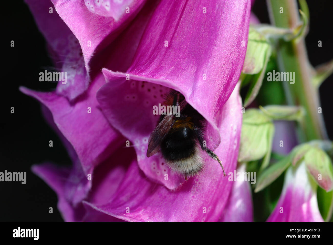 Common Foxglove flower with bee entering to collect pollen Stock Photo