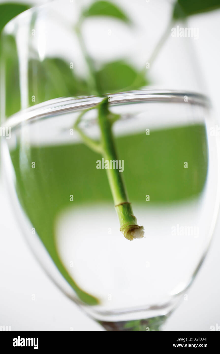 Green leaves and stems in glass of water Stock Photo