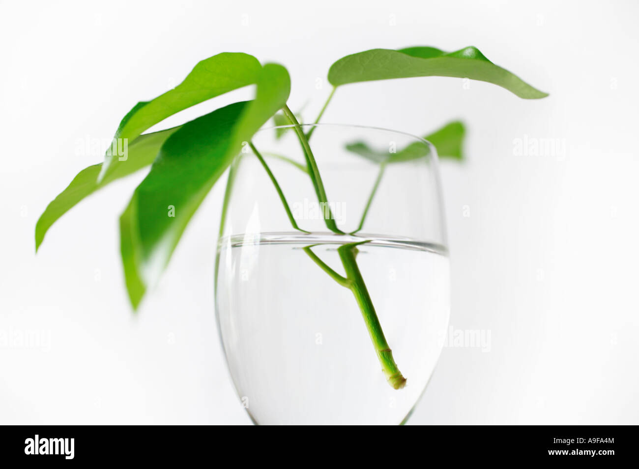 Green leaves and stems in glass of water Stock Photo