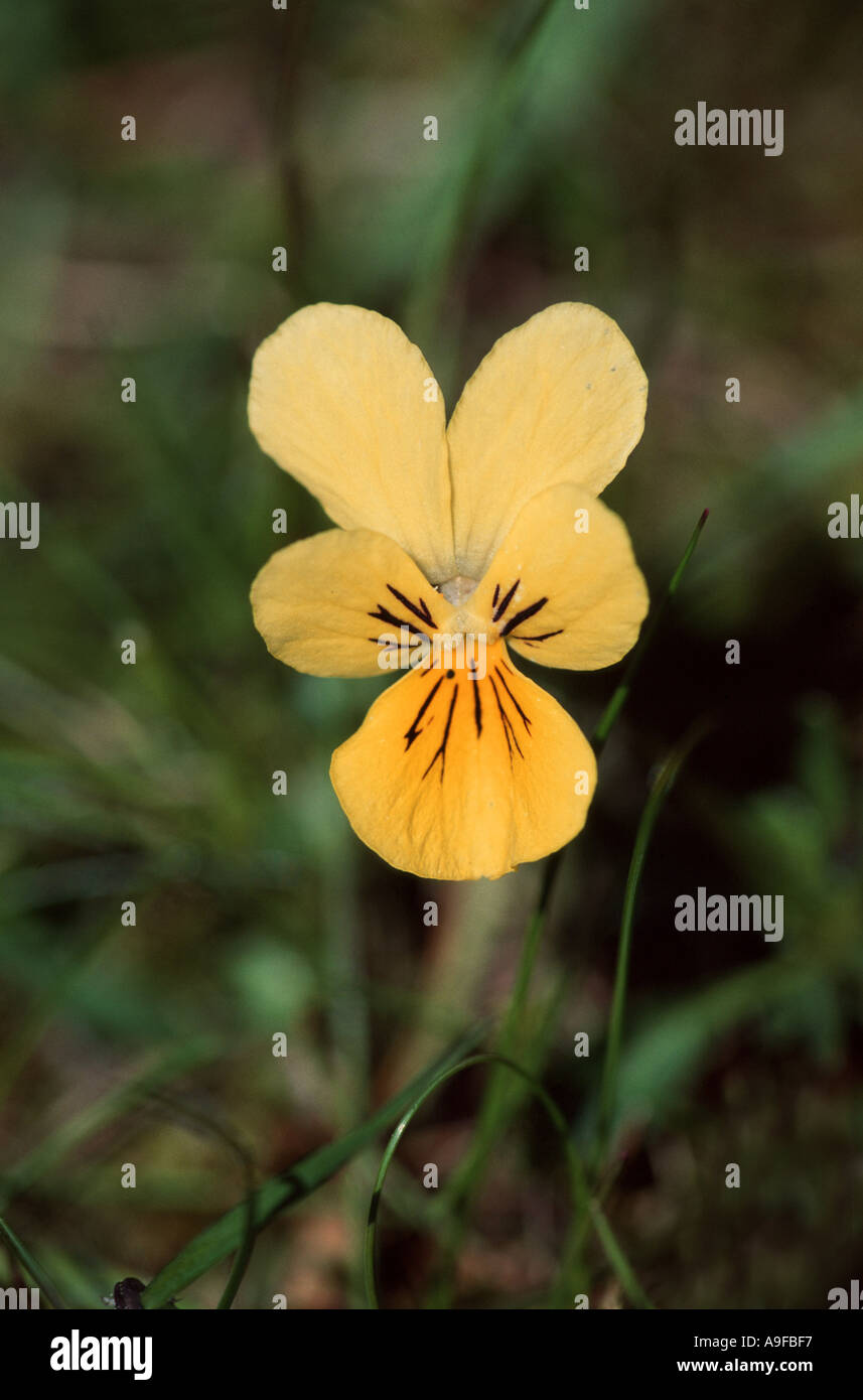 Mountain Pansy Viola lutea Stock Photo