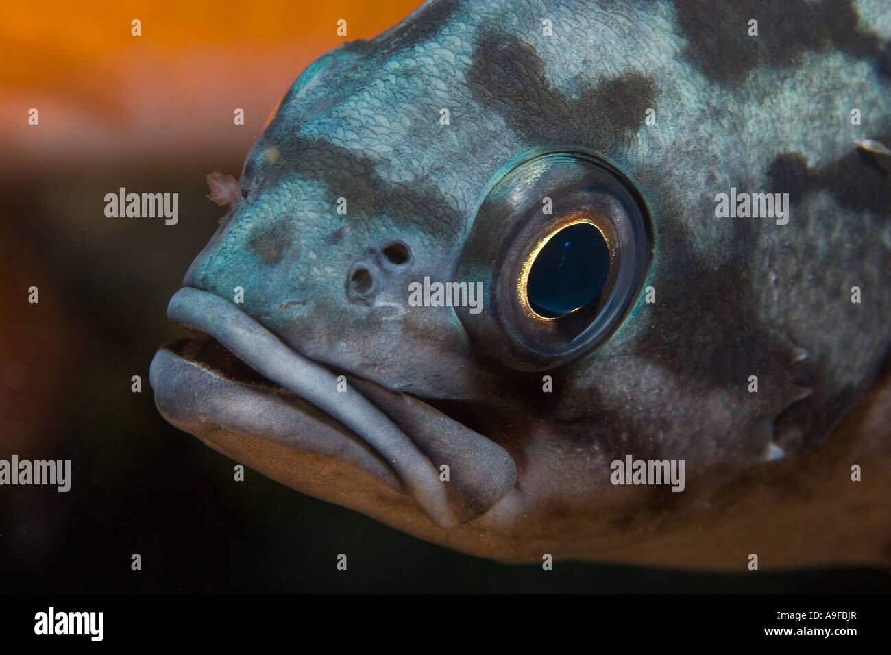blue rockfish (Sebastes mystinus) at Santa Cruz Island, California