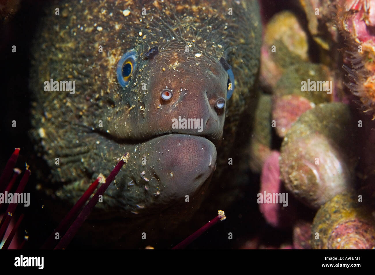 moray eel in the Channel Islands National Marine Sanctuary, California Stock Photo Alamy