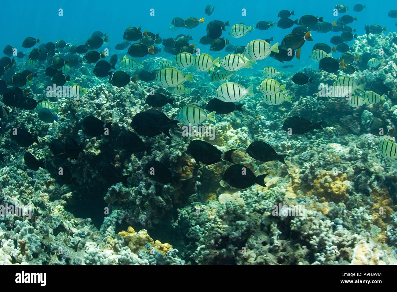 tropical fish on Maui Island, Hawaii Stock Photo Alamy