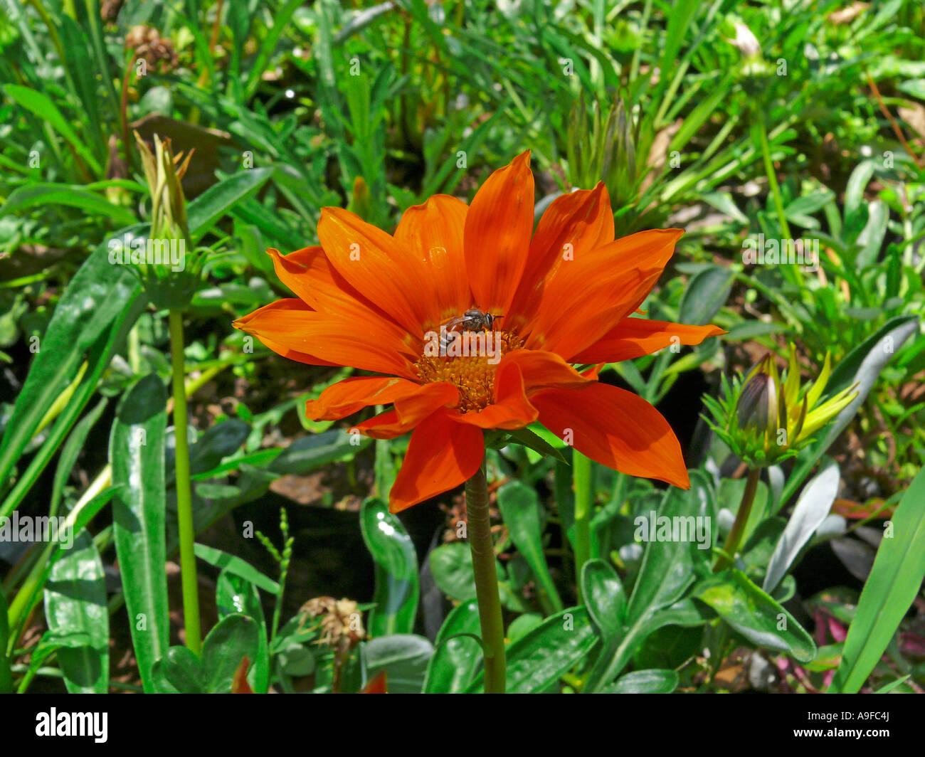 Reddish Orange Dahlia flower in Empress garden. Pune, Maharashtra, India. Stock Photo