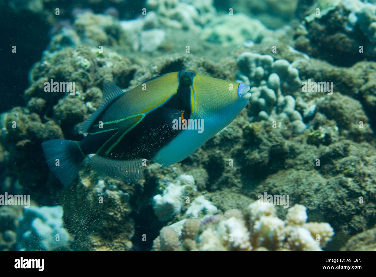 rectangular triggerfish (Rhinecanthus rectangulus) on Maui, Hawaii Stock Photo