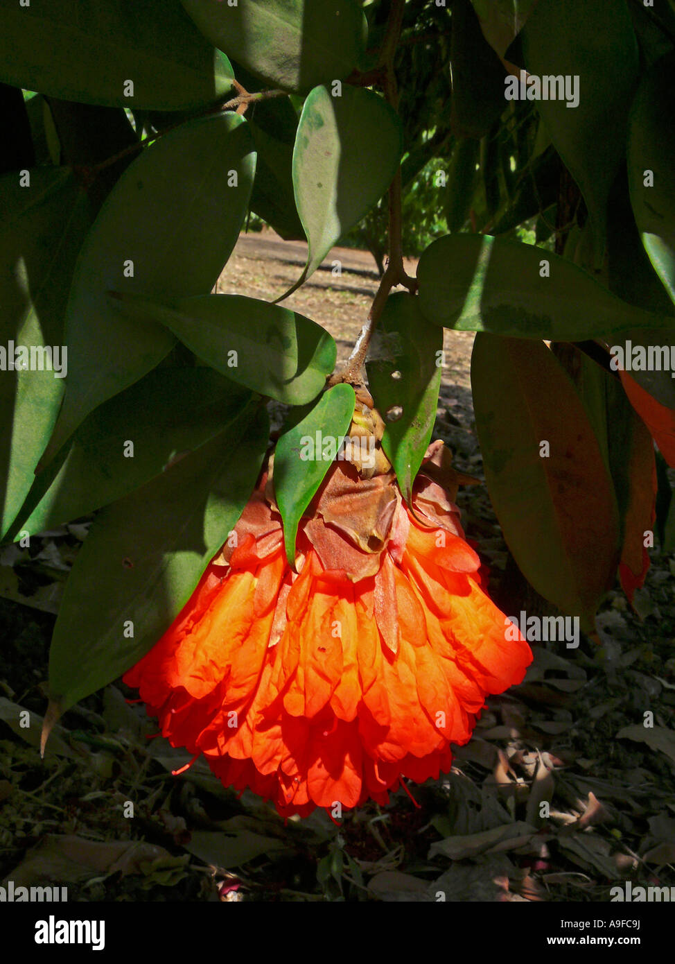 Brownea grandiceps flower, family: Caesalpiniaceae (Leguminosae). Empress garden. Pune, Maharashtra, India. Stock Photo