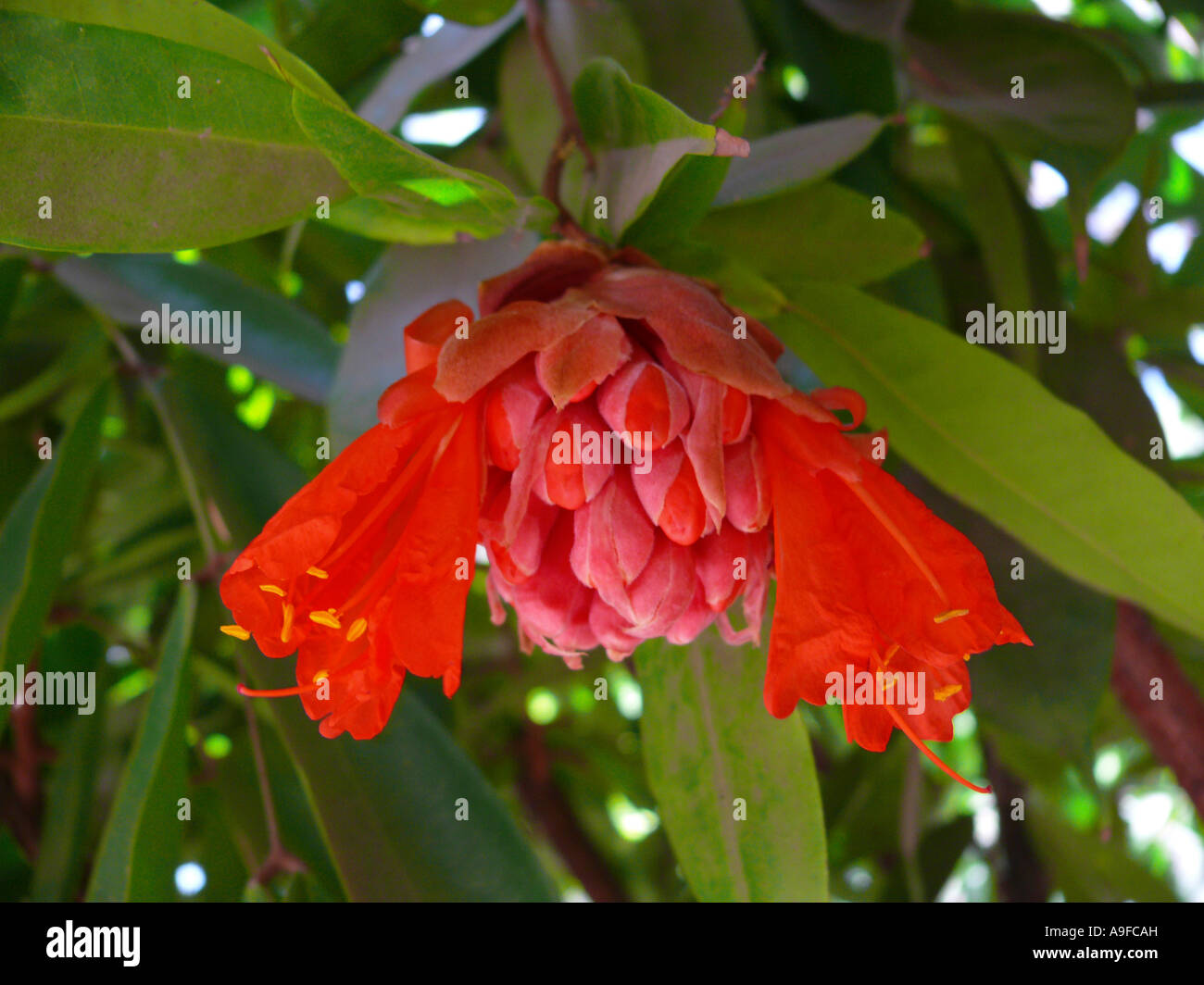 Brownea grandiceps flower, family: Caesalpiniaceae (Leguminosae). Empress garden. Pune, Maharashtra, India. Stock Photo