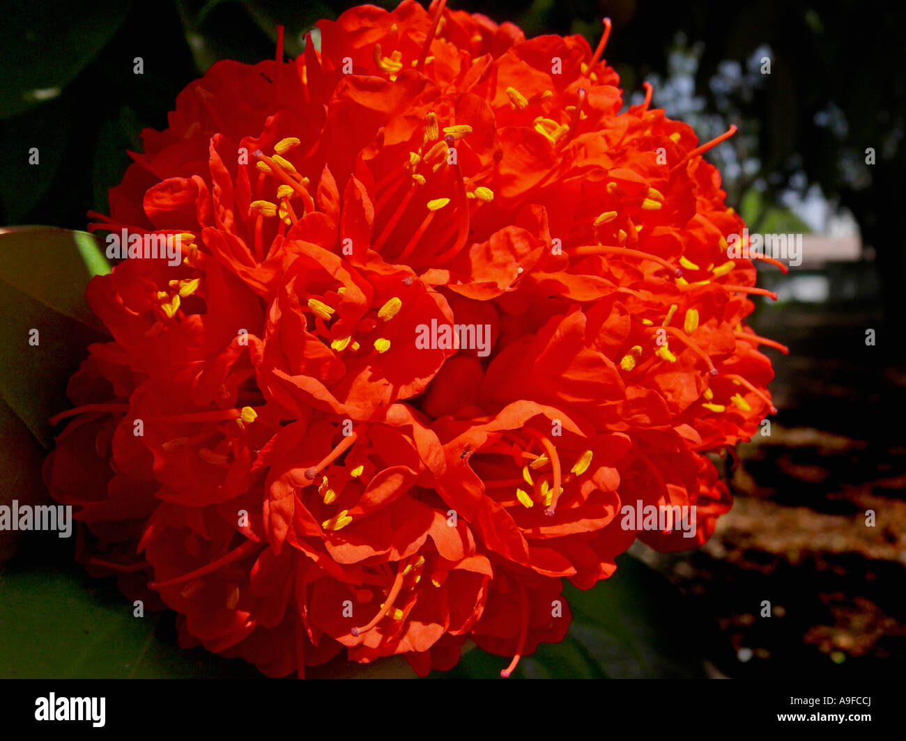 Brownea grandiceps flower, family: Caesalpiniaceae (Leguminosae). Empress garden. Pune, Maharashtra, India. Stock Photo