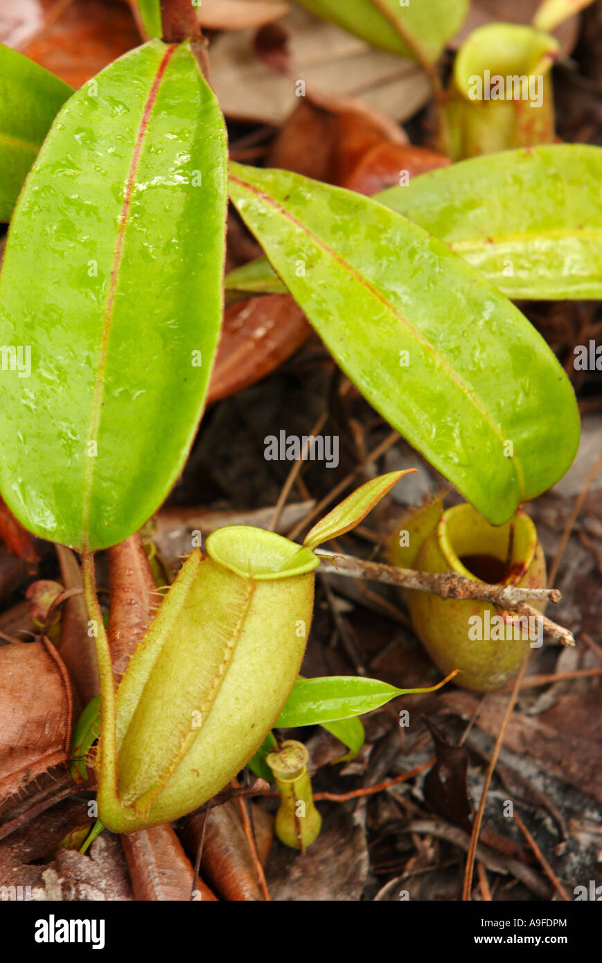 https://c8.alamy.com/comp/A9FDPM/asia-borneo-malaysia-sarawak-pitcher-plant-nepenthes-ampullaria-A9FDPM.jpg