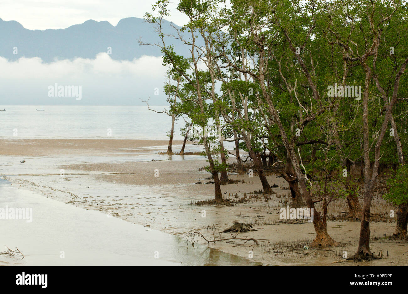 Asia, Malaysia, Borneo, river flowing through mangrove swamp Stock Photo