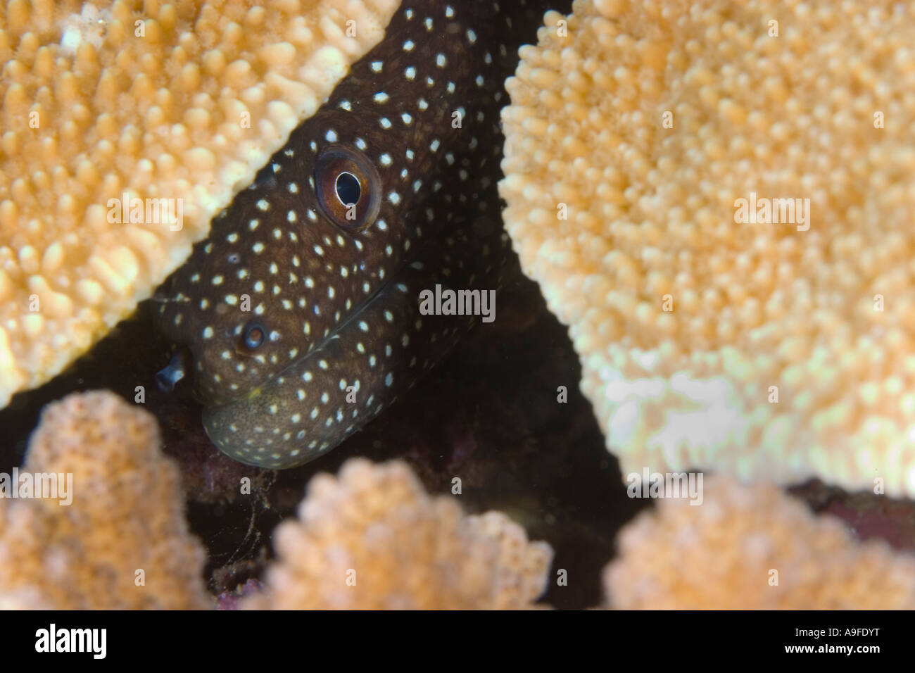 spotted moray eel at Maui, Hawaii Stock Photo Alamy