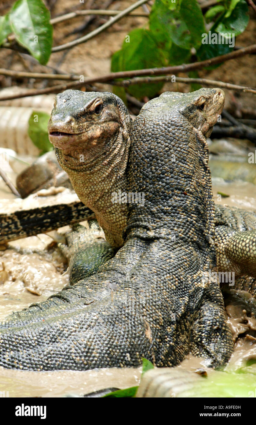 Asia Malaysia Monitor Lizards Varanus Salvator Fighting Stock Photo Alamy