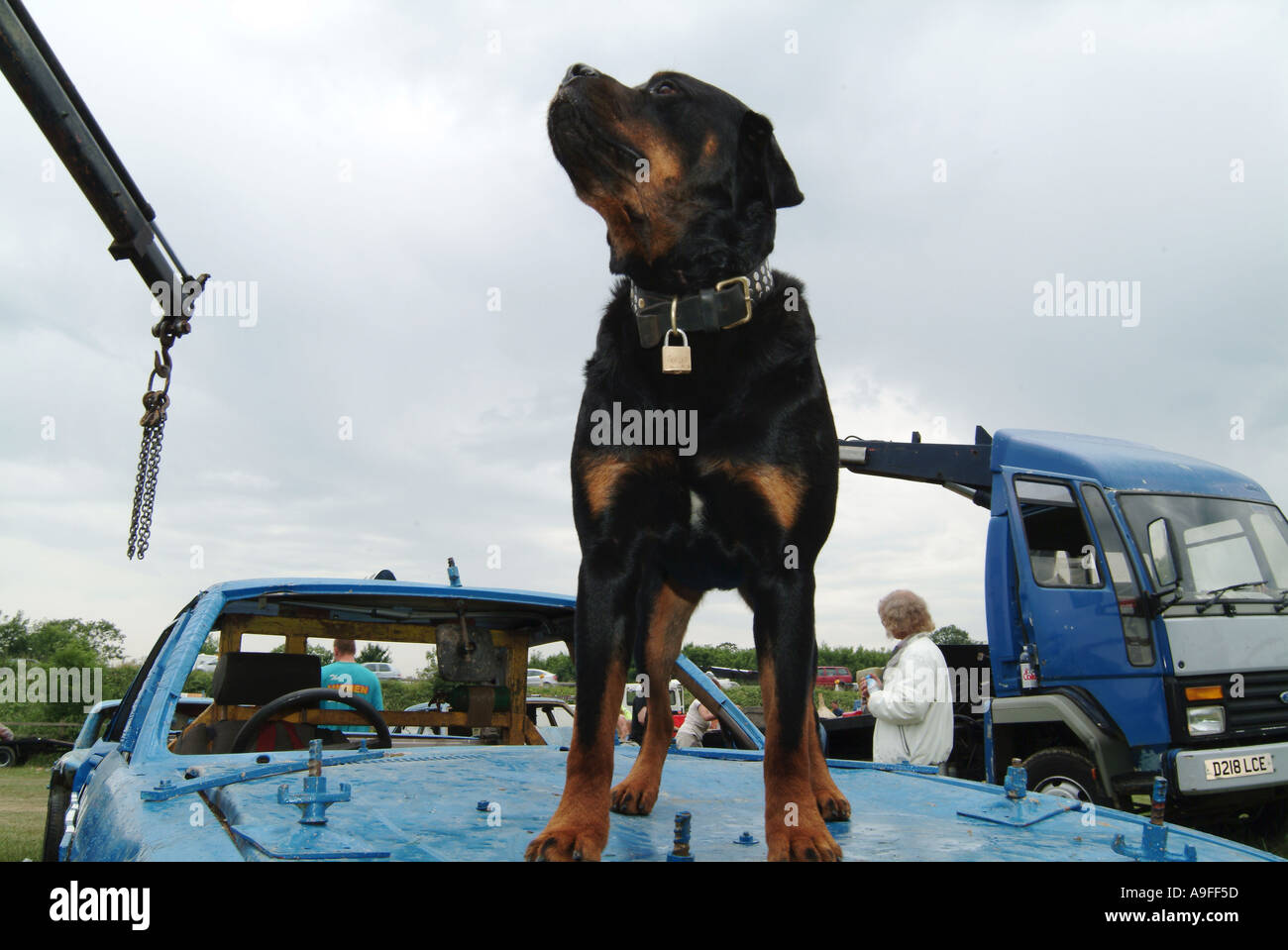 junkyard guard dog