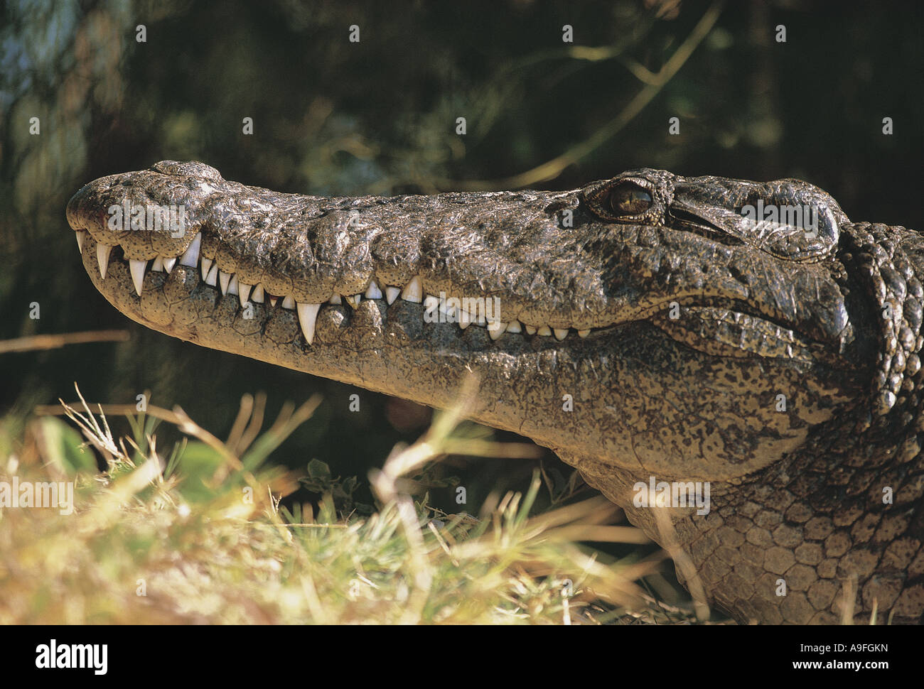 Close up portrait of Crocodile Chobe National Park Botswana Stock Photo