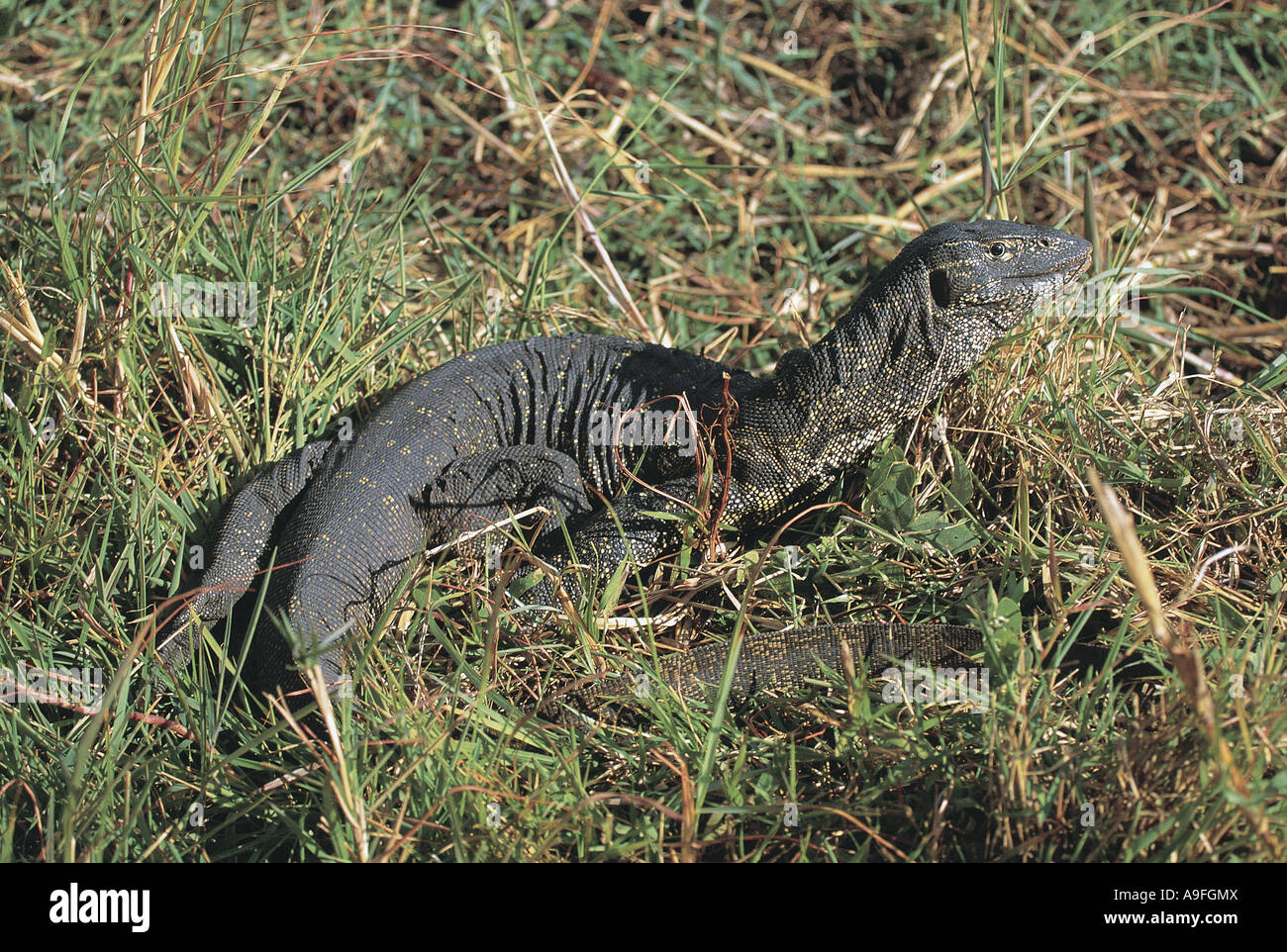 Monitor Lizard Chobe National Park Botswana Stock Photo