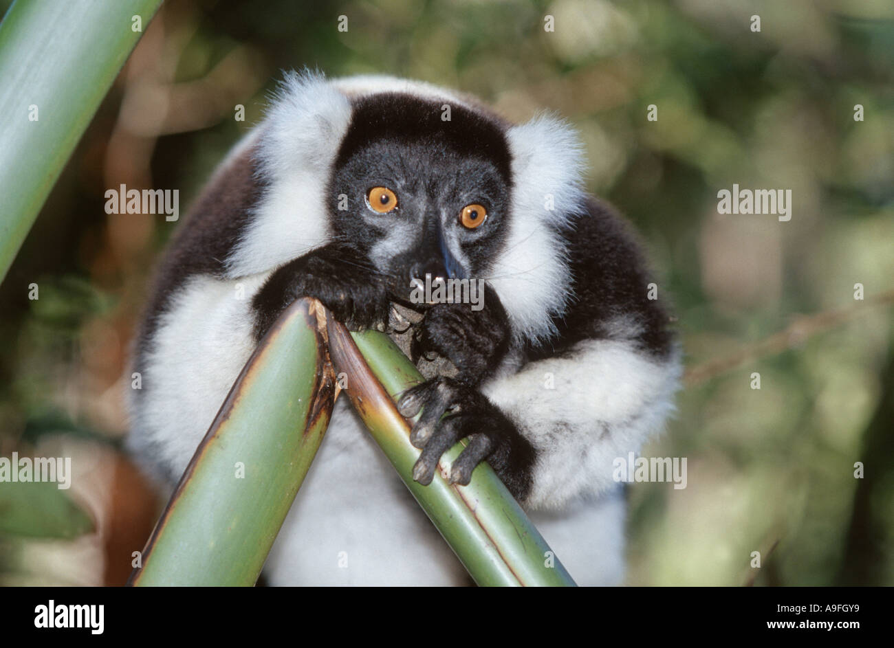 variegated lemur, ruffed lemur (Varecia variegata), holding on to a branch, Madagascar Stock Photo