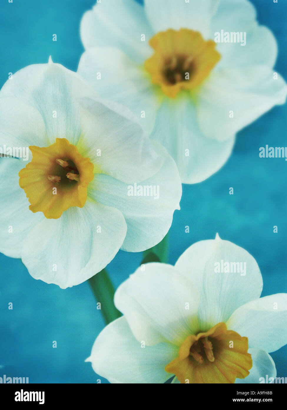 Common name daffodil latin name hires stock photography and images Alamy