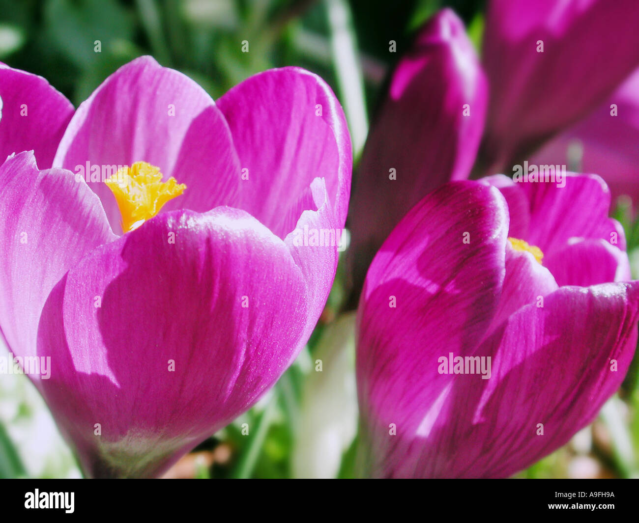 COMMON NAME Crocus LATIN NAME Crocus Stock Photo - Alamy