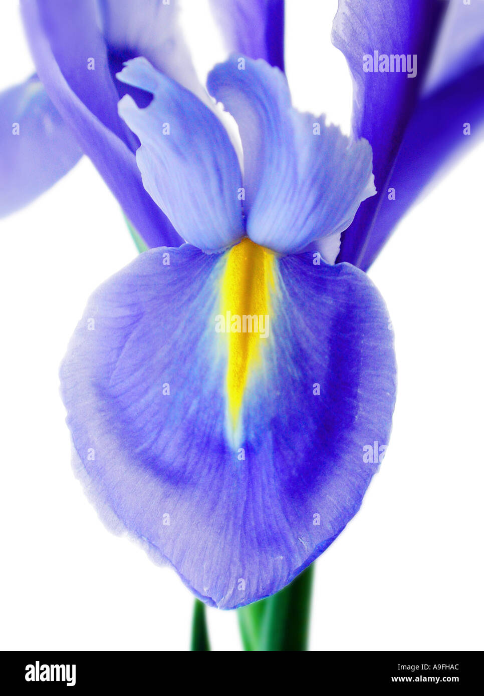 COMMON NAME Iris LATIN NAME Iris Stock Photo Alamy
