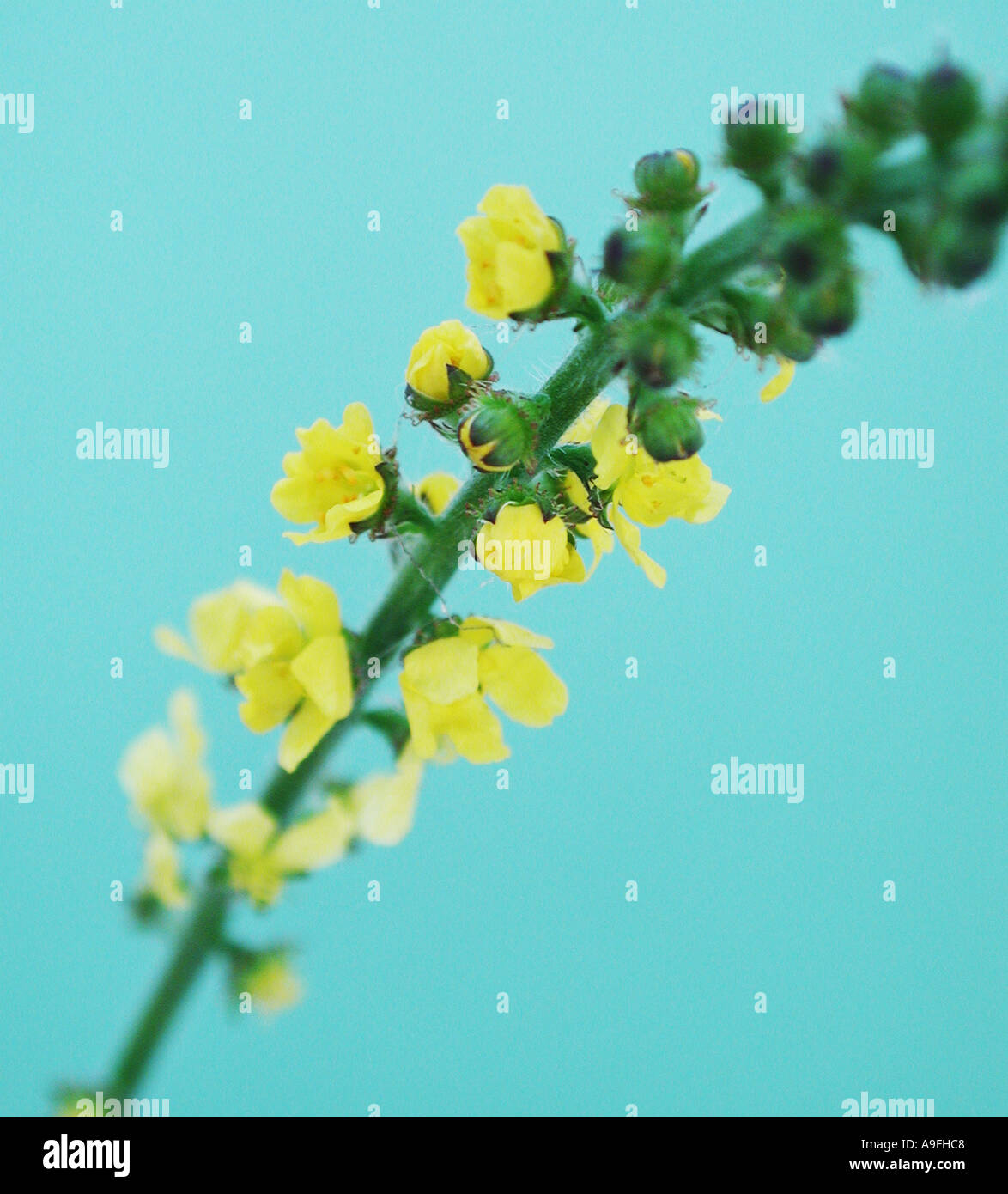 COMMON NAME Agrimony LATIN NAME Agrimonia Eupatoria Stock Photo Alamy common-name-agrimony-latin-name-agrimonia-eupatoria-stock-photo-alamy