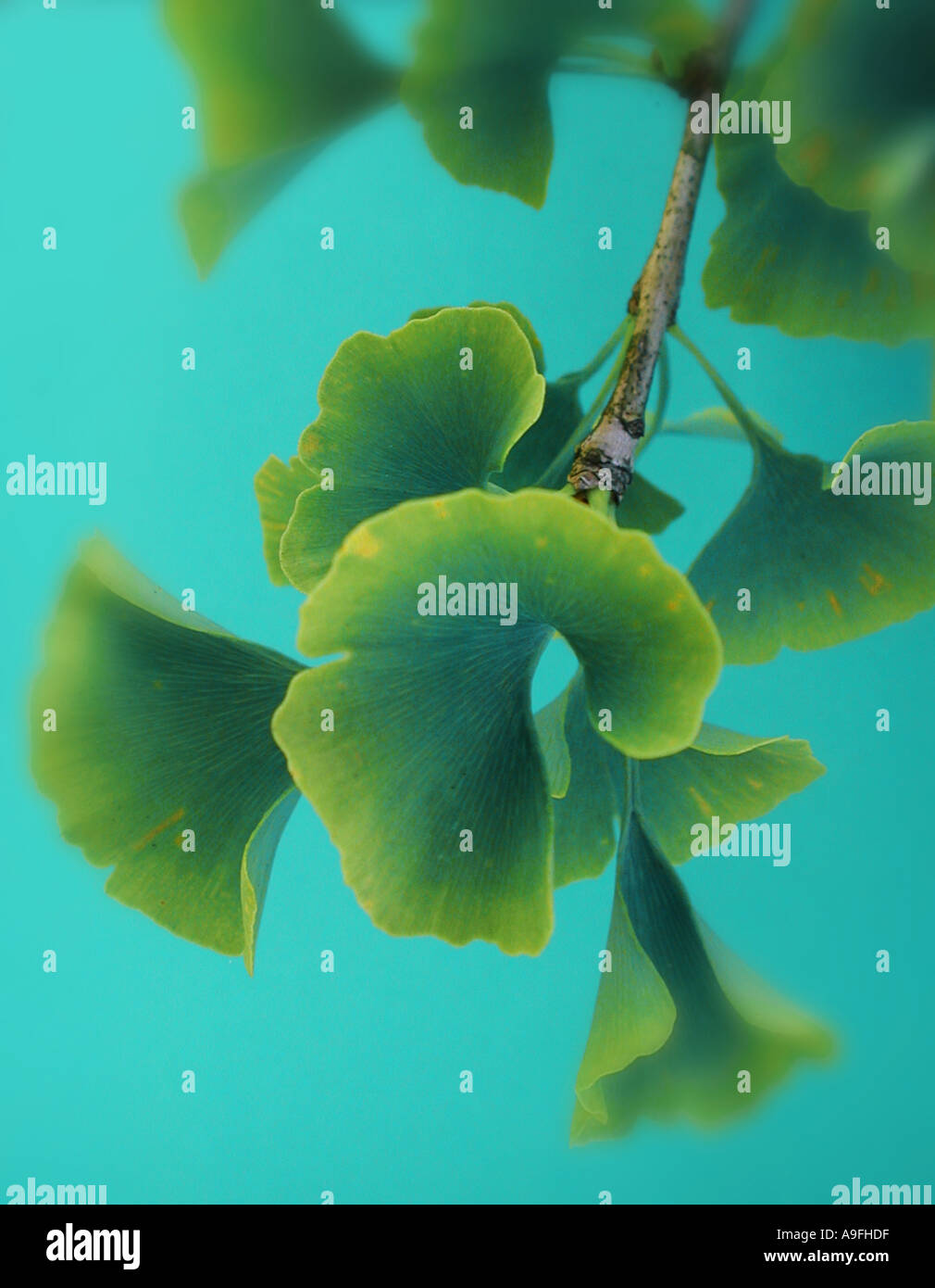 COMMON NAME Gingko maidenhair tree LATIN NAME Gingko biloba Stock Photo
