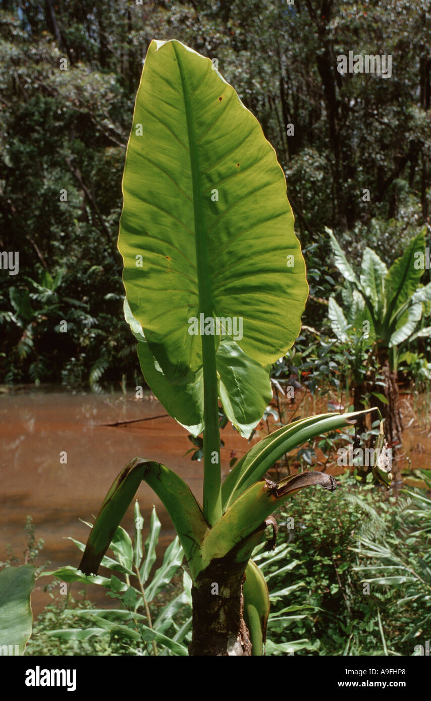 yautia, yellow yautia (Xanthosoma sagittifolium), section, Madagascar Stock Photo
