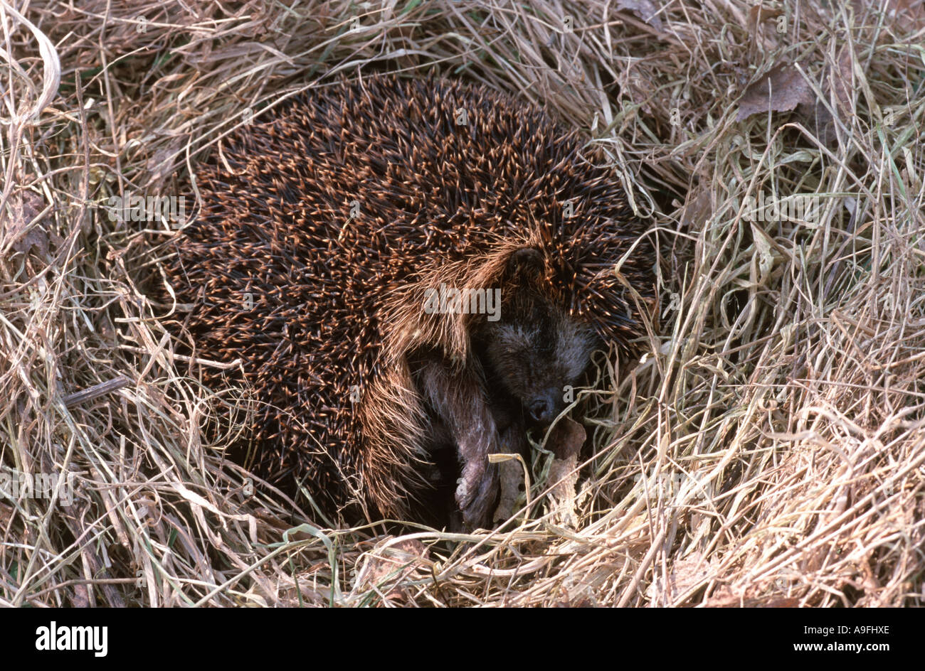 hedgehogs and gymnures (Erinaceidae), sleeping in nest, Germany Stock