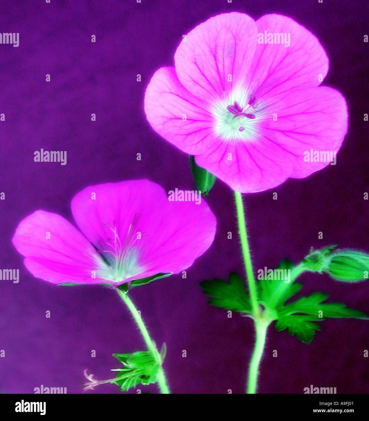 COMMON NAME Geranium LATIN NAME Geranium Cranesbill Stock Photo - Alamy