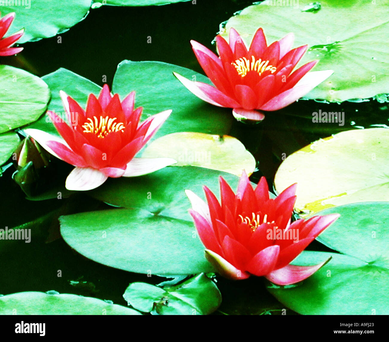 COMMON NAME Water lily LATIN NAME Nymphaea Stock Photo