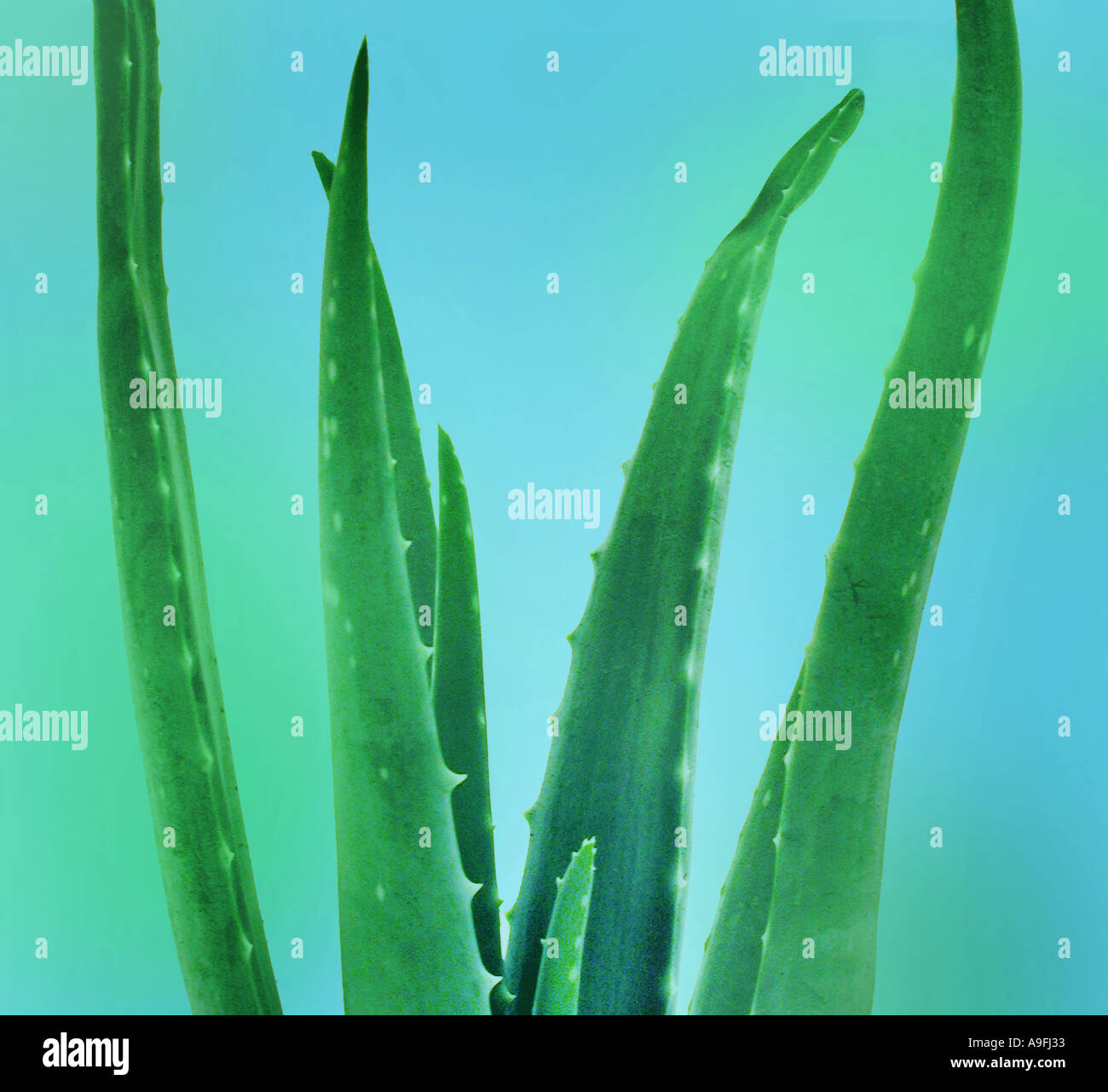 COMMON NAME Aloe vera LATIN NAME Aloe barbadensis Stock Photo - Alamy