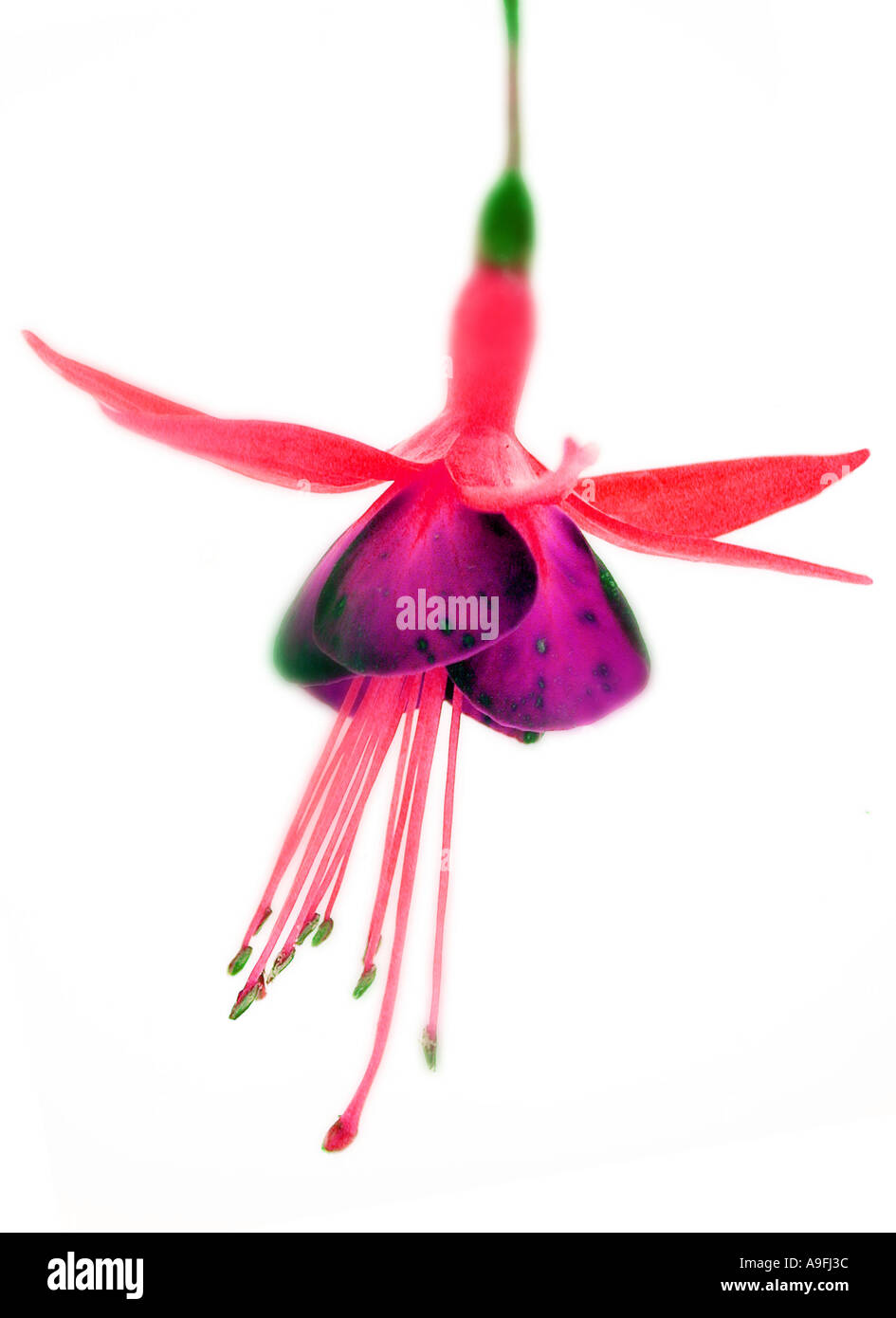 COMMON NAME Fuschia LATIN NAME Fuschia Stock Photo Alamy