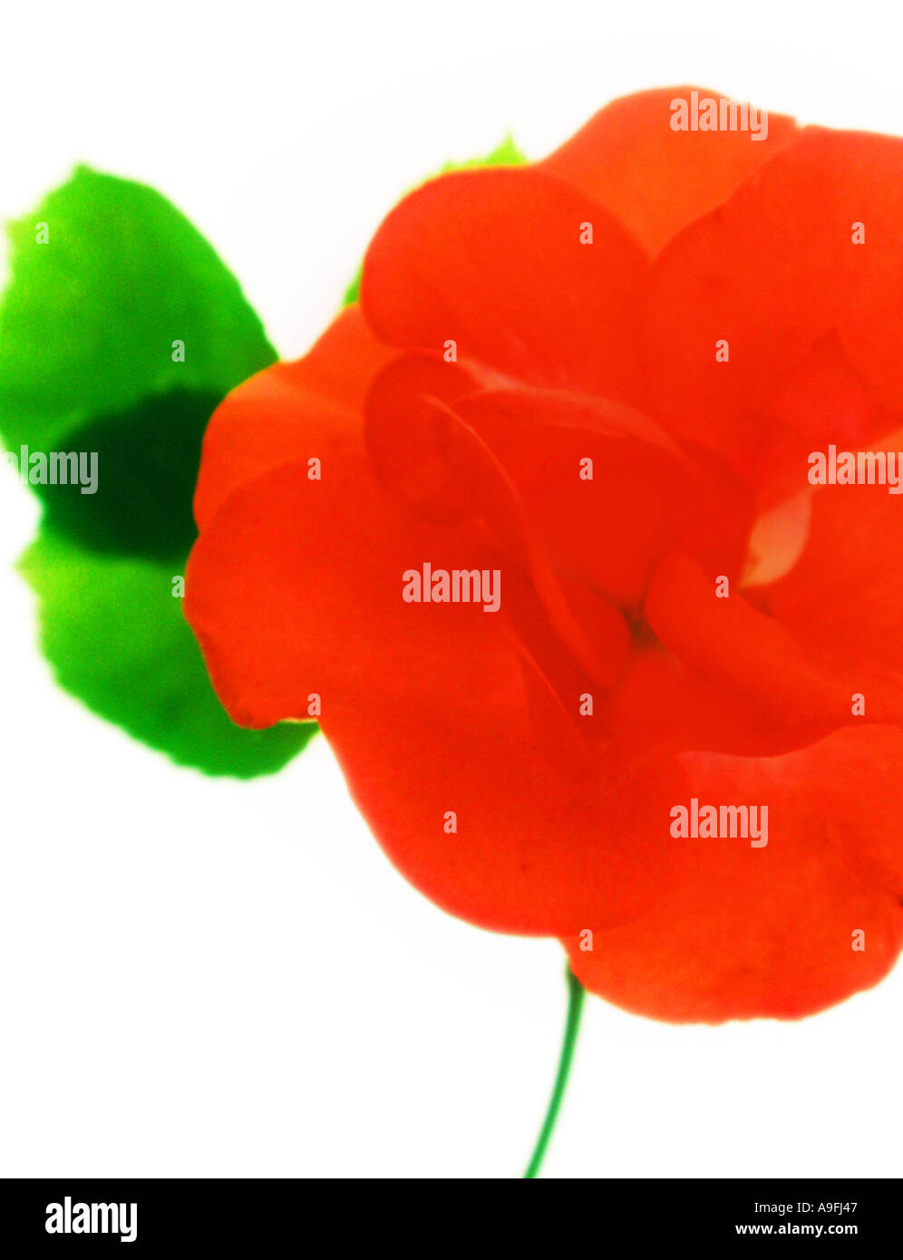 COMMON NAME Rose LATIN NAME Rosa Stock Photo Alamy