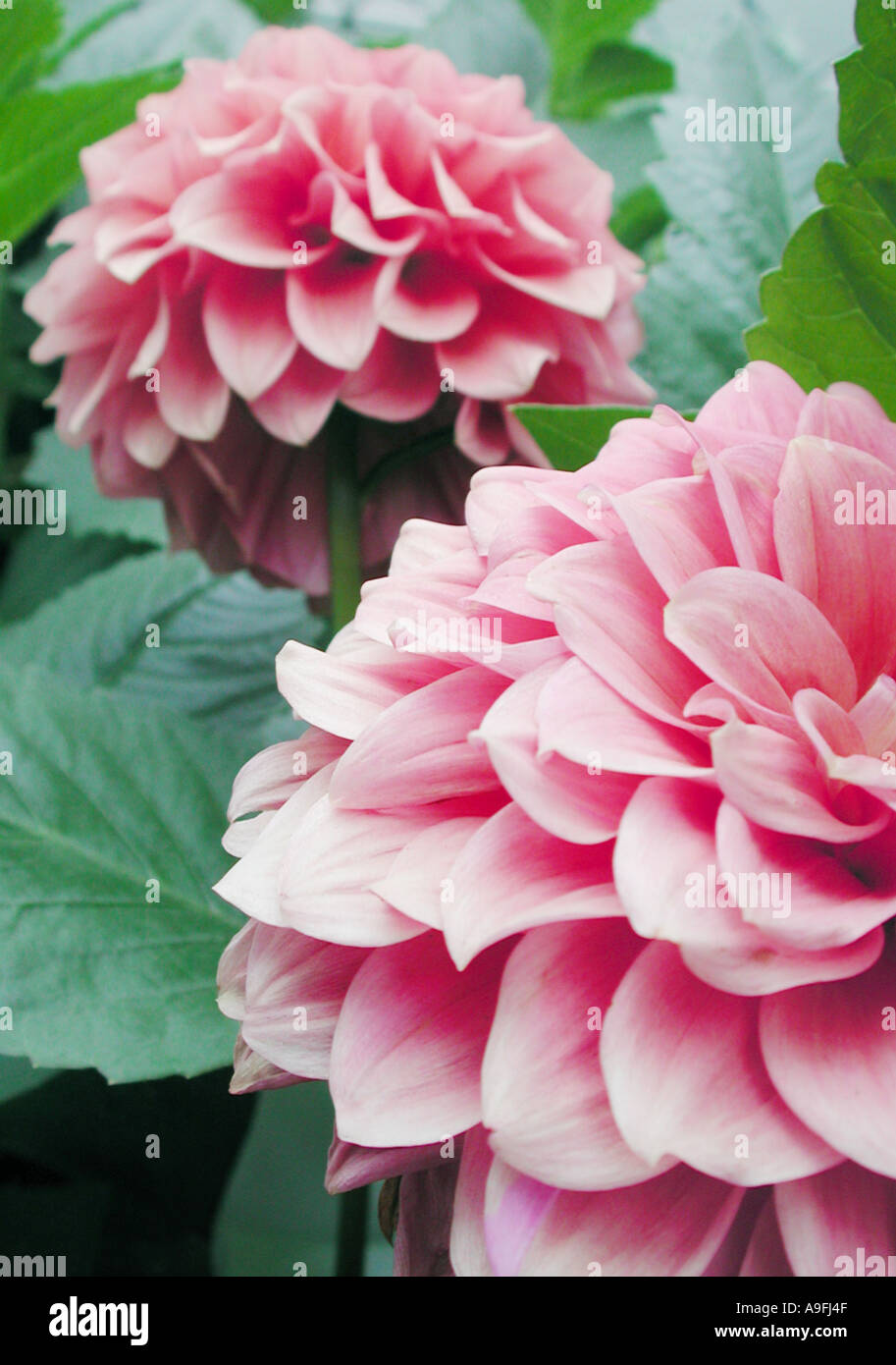 COMMON NAME Dahlia LATIN NAME Dahlia Stock Photo - Alamy