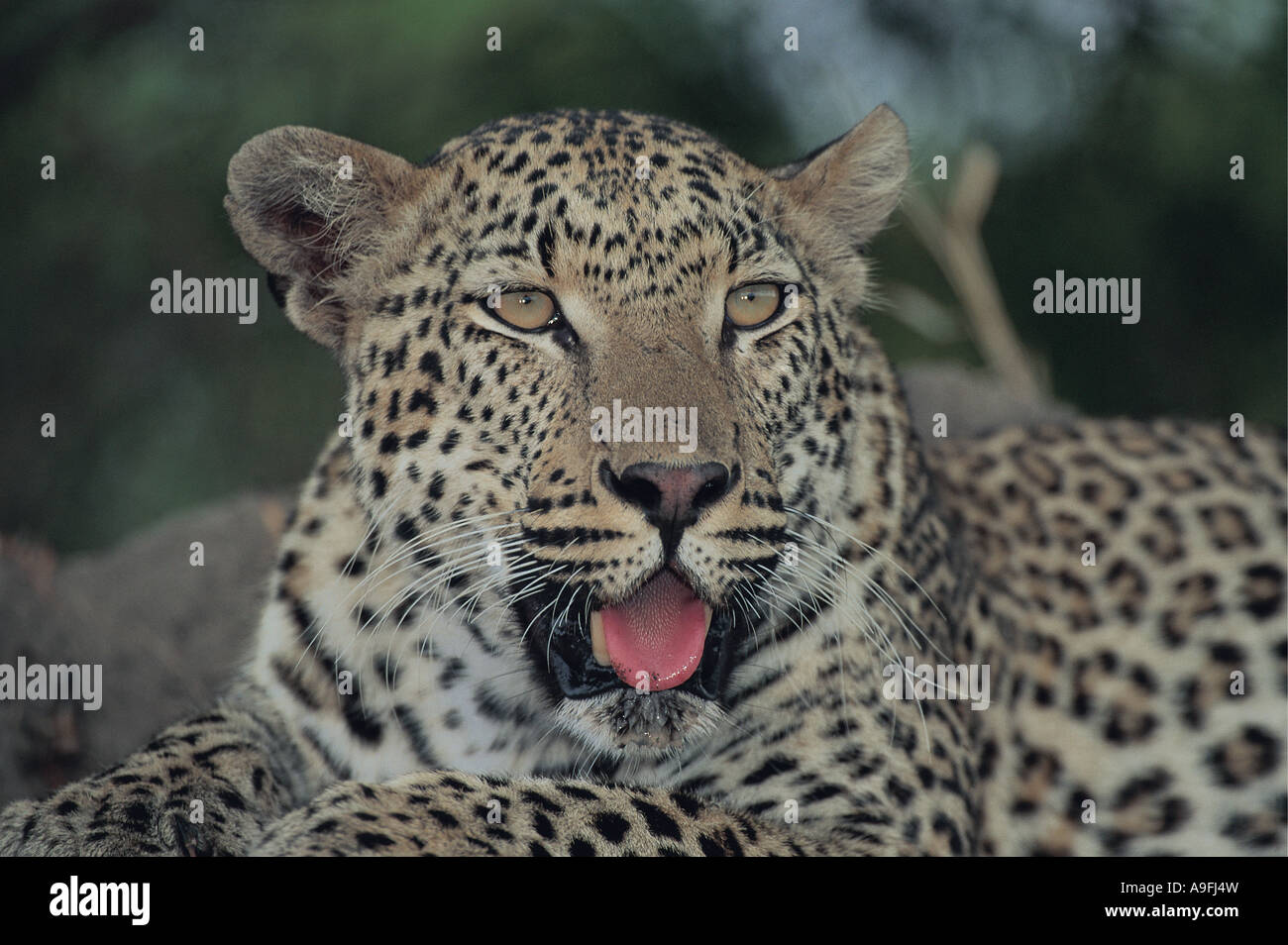 Close up portrait of leopard Mala Mala South Africa Its tongue is out and salivating Stock Photo