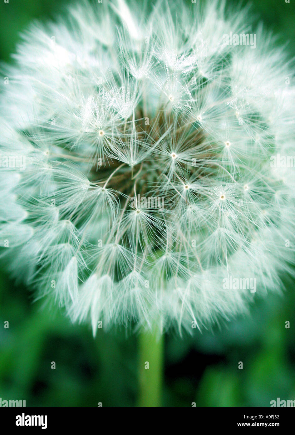 COMMON NAME Dandelion LATIN NAME Taraxacum officinale Stock Photo