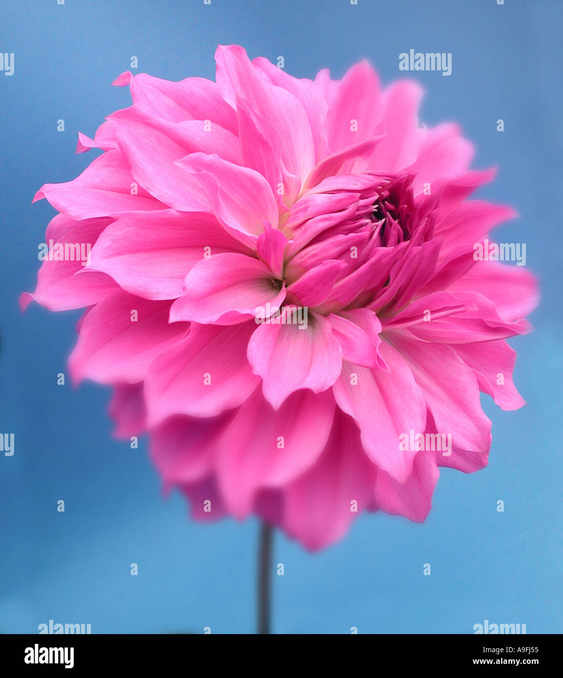 COMMON NAME Dahlia LATIN NAME Dahlia Stock Photo Alamy